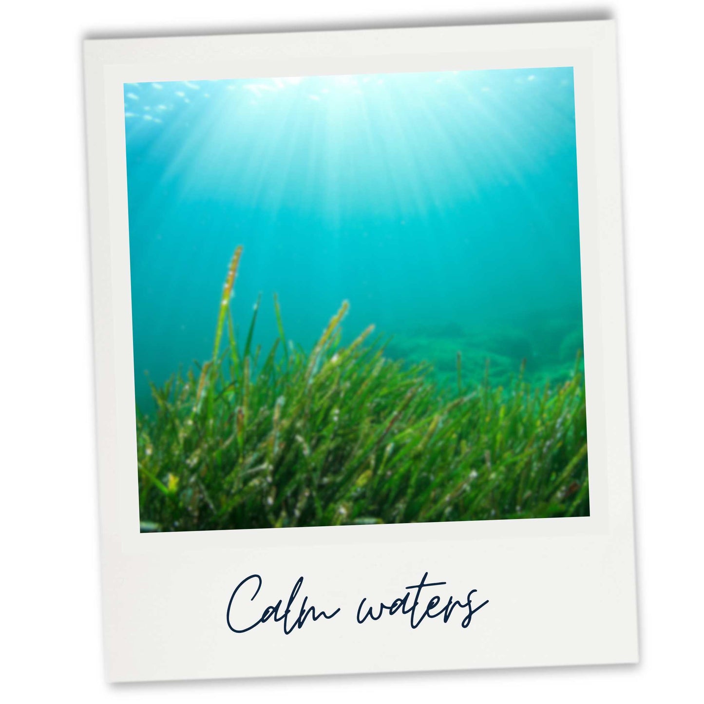 Calm under water image with lush green seaweed