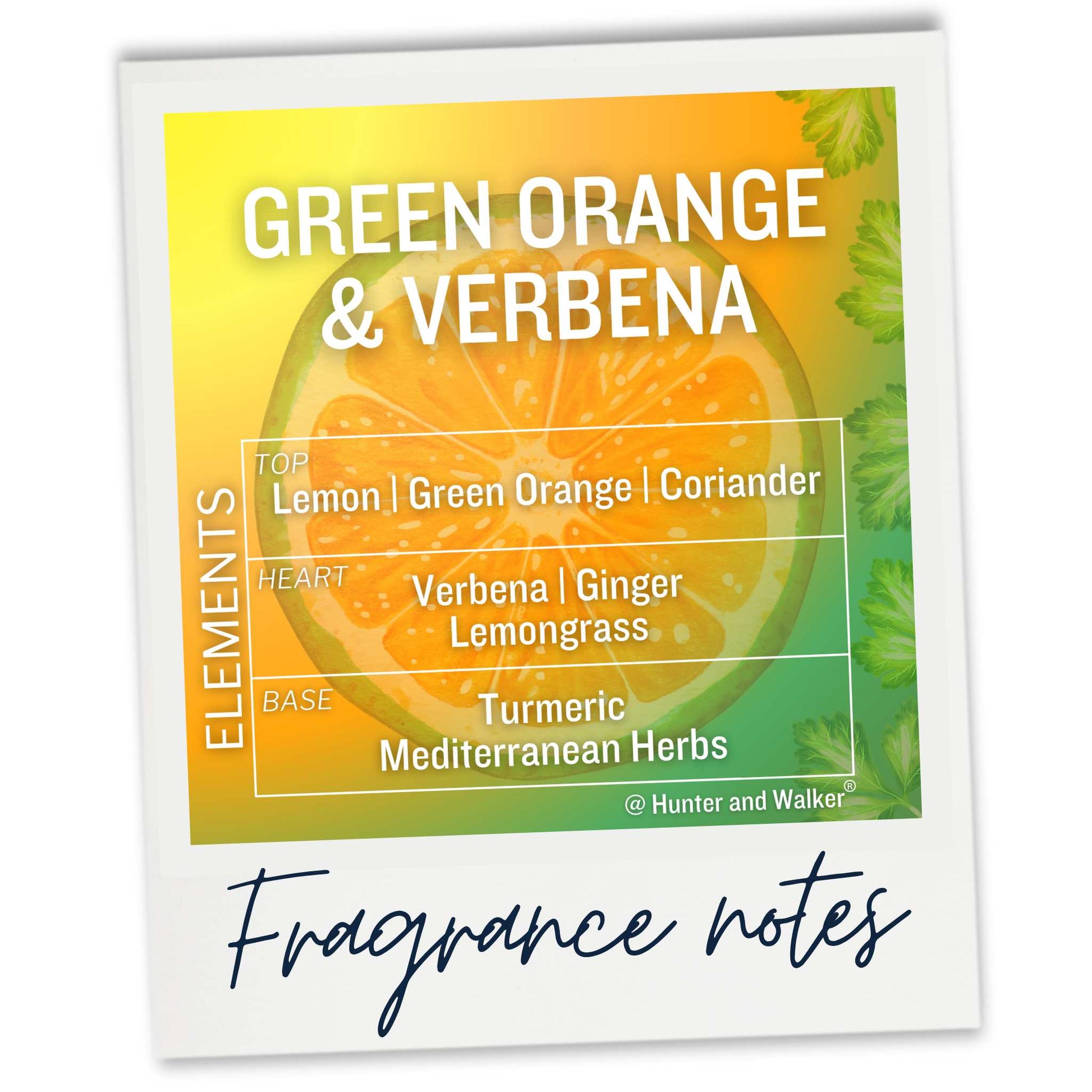 Green Orange and Verbena Fragrance Notes