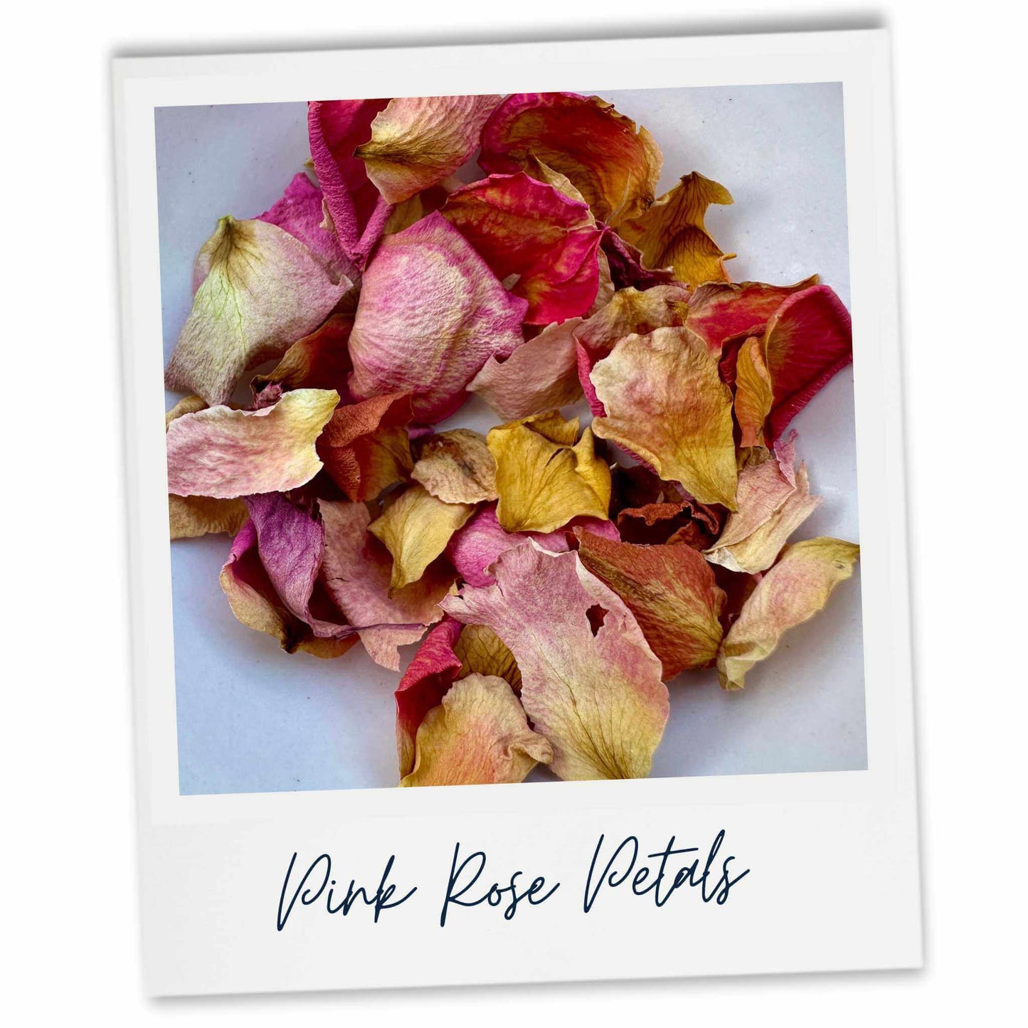 Pink Rose Petals