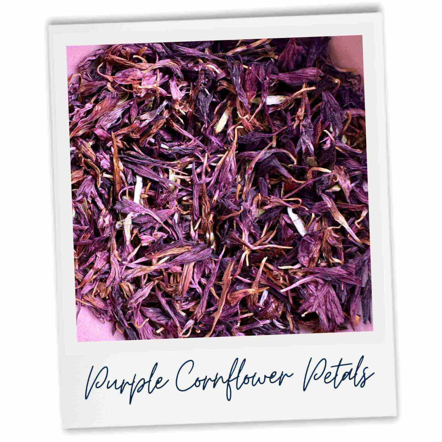 Purple cornflower petals with text 'Purple Cornflower Petals' on a white background