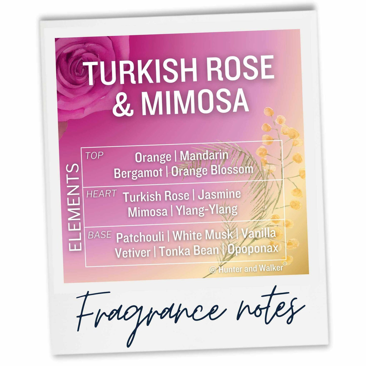 Turkish Rose and Mimosa Fragrance Notes