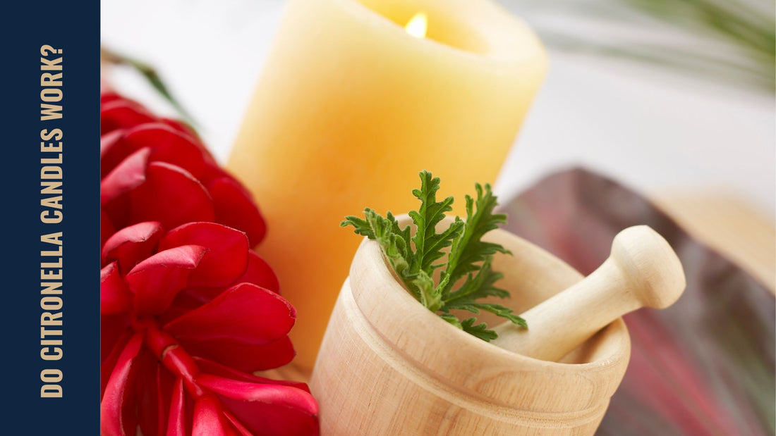 A Citronella candle behind a pot containing Citronella plant