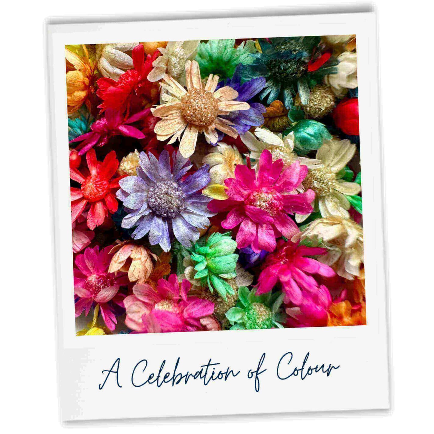 Colorful flowers with text 'A Celebration of Colour' on a white background