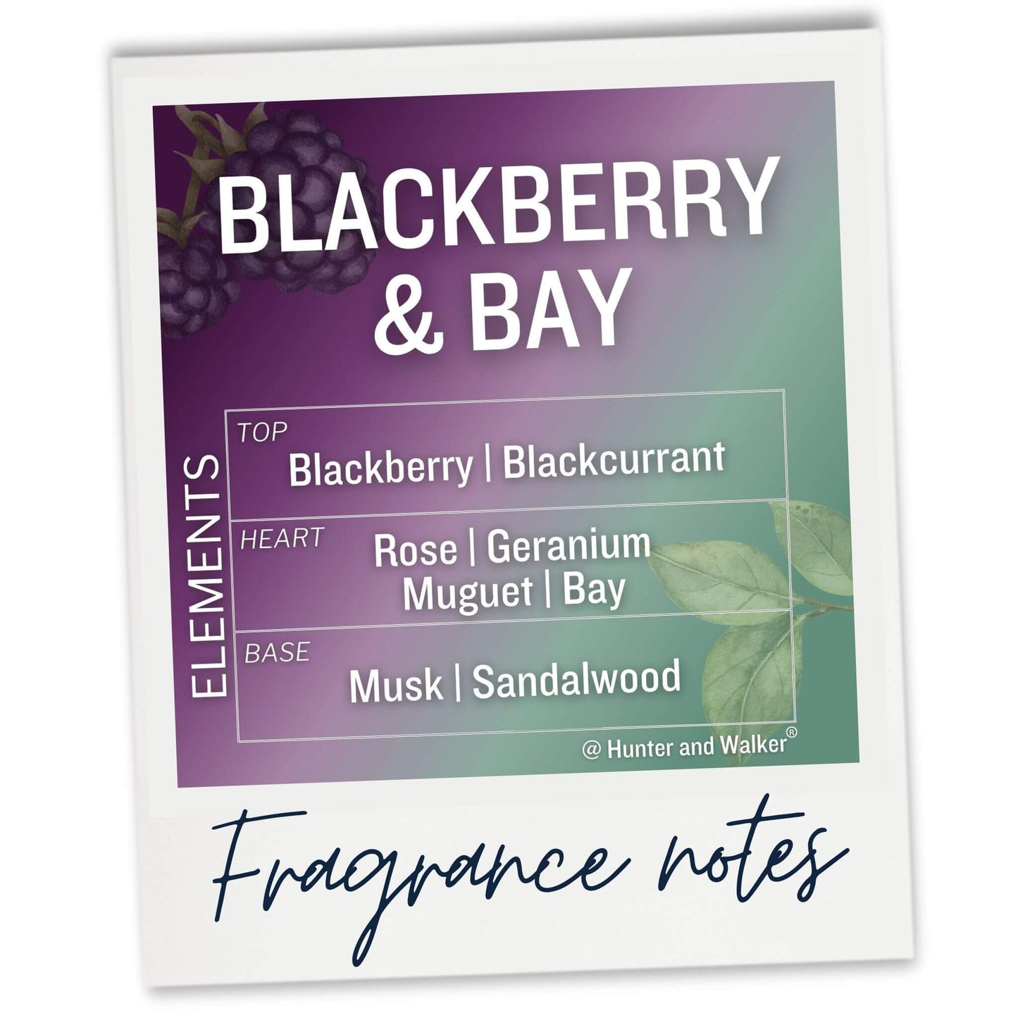 Blackberry and Bay car perfume fragrance notes