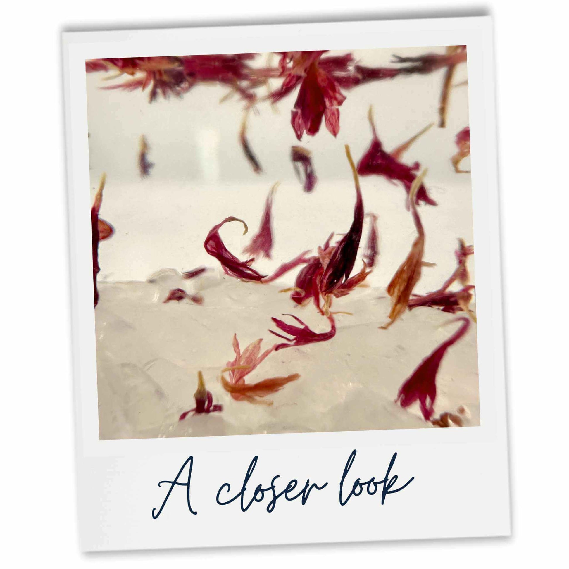 Close-up of pink cornflower petals and quartz crystal decoration inside a plum and rhubarb scented reed diffuser bottle