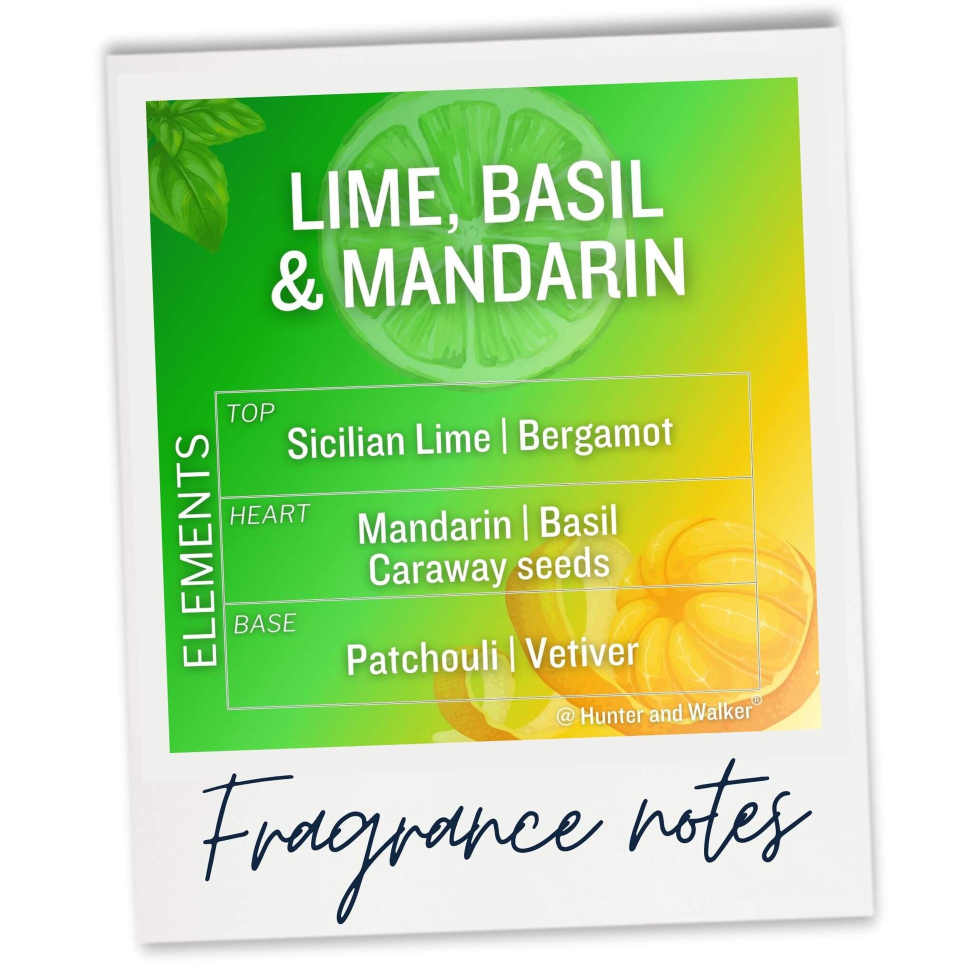 Lime, Basil and Mandarin car air freshener fragrance notes
