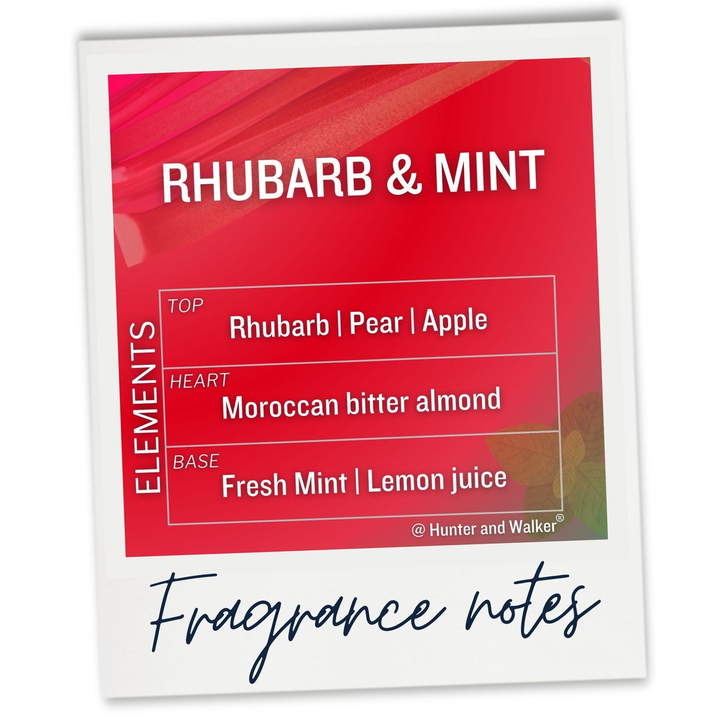The fragrance notes of Rhubarb and Mint scent